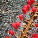 Norantea guianensis Fruct