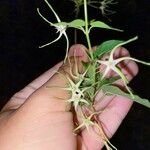 Oxypetalum cordifolium