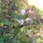 Cephalanthera cucullata Flor