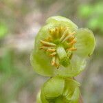 Pyrola chlorantha ᱵᱟᱦᱟ