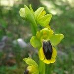 Ophrys lutea 花