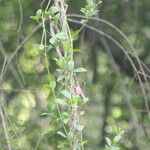 Secamone alpini Leaf