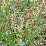 Rumex acetosella Elinympäristö