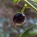 Sarcococca orientalis Frukto