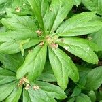 Podophyllum peltatum Lapas