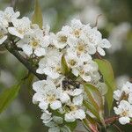 Pyrus pashia Blüte