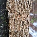 Fraxinus nigra Écorce