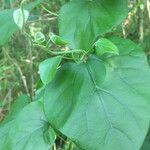 Aristolochia tomentosa Frunză