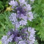 Phacelia tanacetifolia花