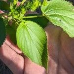 Acalypha setosa Blad