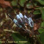 Arabis caerulea Bloem