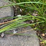 Zephyranthes candida Frunză