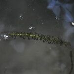 Elodea nuttallii Hoja
