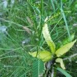 Phyllanthus niruri Ffrwyth