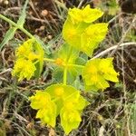 Euphorbia serrata Flor