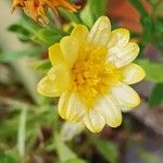 Hertia cheirifolia Kvet