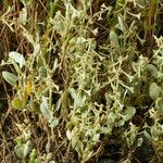 Atriplex pedunculata Hábitos