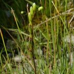 Drosera rotundifolia Blomst
