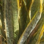 Sansevieria trifasciata Blatt