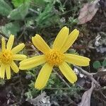 Jacobaea minuta Flower