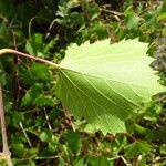 Vitis rupestris Leaf