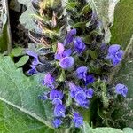 Salvia × sylvestris Flower