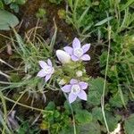 Gentianella ramosa Λουλούδι