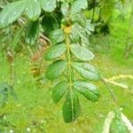 Weinmannia pubescens Leaf