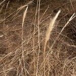 Aristida adoensis പുഷ്പം