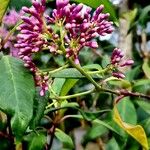 Fuchsia arborescens Vivejo