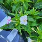 Mirabilis longiflora Flor