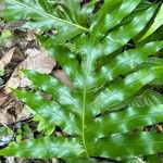 Phymatosorus scolopendria Leaf