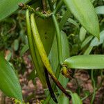 Vanilla planifolia Vrucht