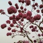 Tabebuia rosea Агульны выгляд