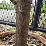 Jatropha multifida Bark