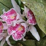 Trichopilia suavis 花