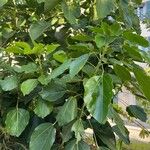 Oreopanax nymphaeifolius Hoja