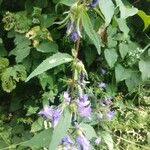 Campanula tracheliumFulla