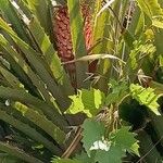 Bromelia pinguin Fruit