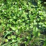 Heteranthera reniformis Leaf