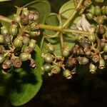 Adelobotrys adscendens Fruit