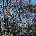 Magnolia sprengeri Pokrój