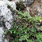 Genista pilosa Habit