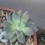 Pachyphytum kimnachii Leaf