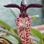 Bulbophyllum lasiochilum Кветка