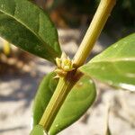 Alternanthera littoralis Flower