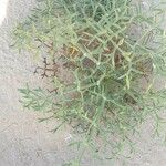 Echinophora spinosa Blatt