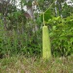 Luffa aegyptiaca Habit