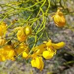 Senna pachyrrhiza Flower