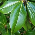 Magnolia grandiflora Blatt